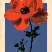 Poppies and Anemones