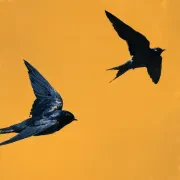 Swallowtails in Flight