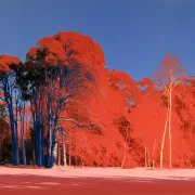 Vermilion Groves