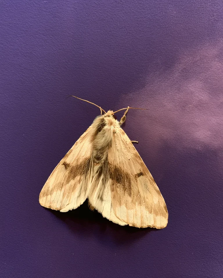 The Ghost Moth
